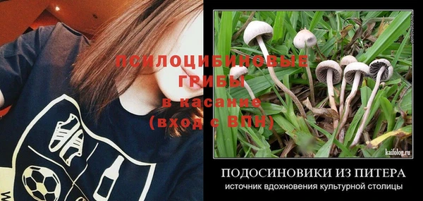 шишки Горно-Алтайск